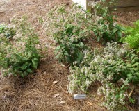eurybia divaricata aster ab 2.jpg
